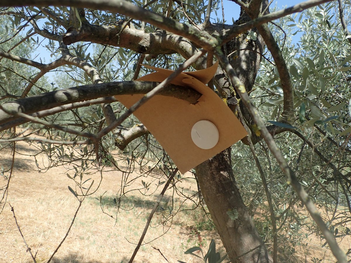 Organic way to try to fight the olive oil flies